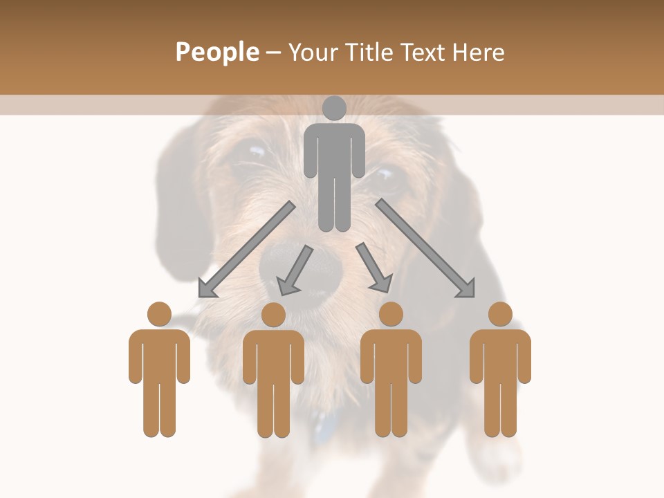 A Cute Mixed Breed Puppy Isolated Over White. The Dog Is Half Beagle And Half Yorkshire Terrier. Shallow Depth Of Field. PowerPoint Template