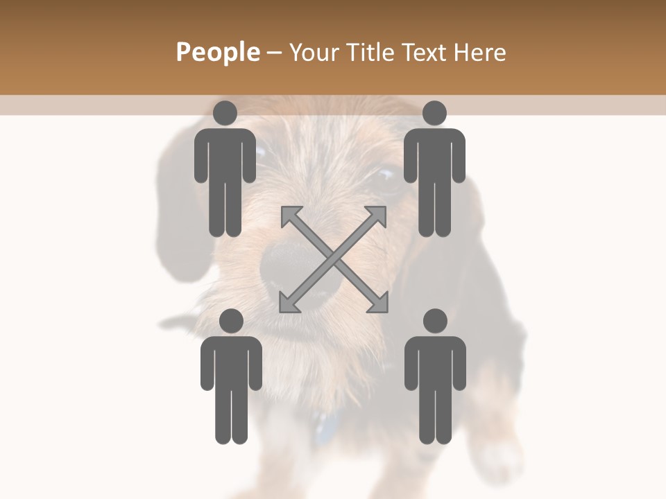 A Cute Mixed Breed Puppy Isolated Over White. The Dog Is Half Beagle And Half Yorkshire Terrier. Shallow Depth Of Field. PowerPoint Template