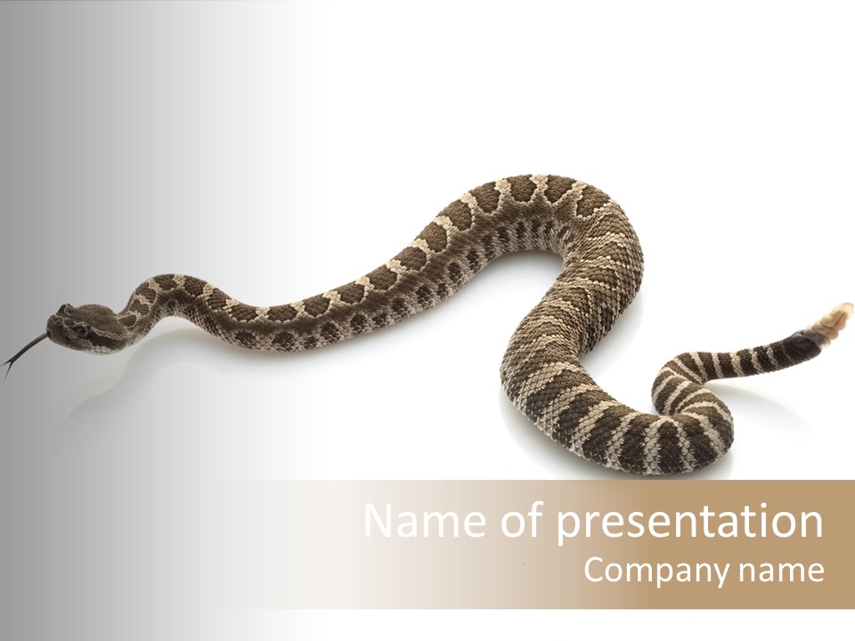 Northern Pacific Rattlesnake (Crotalus Oreganus) Isolated On White Background. PowerPoint Template