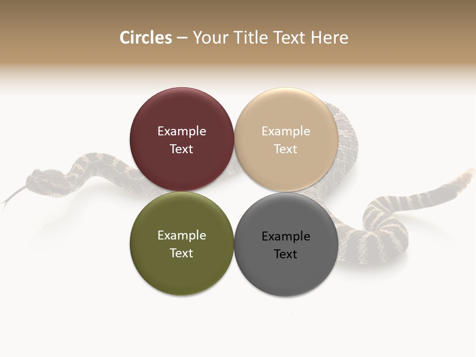 Northern Pacific Rattlesnake (Crotalus Oreganus) Isolated On White Background. PowerPoint Template