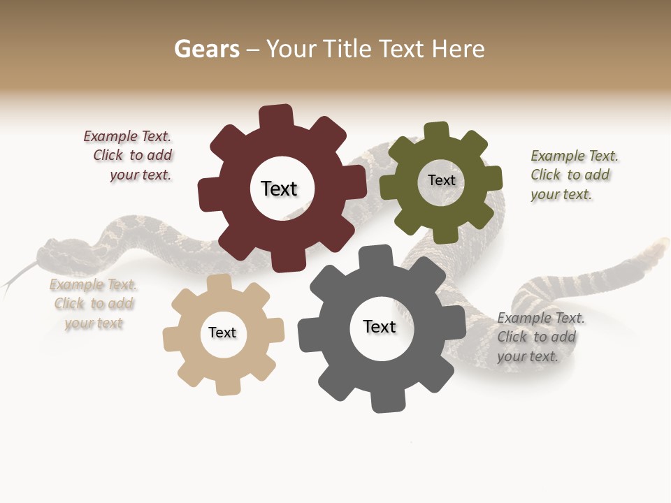 Northern Pacific Rattlesnake (Crotalus Oreganus) Isolated On White Background. PowerPoint Template