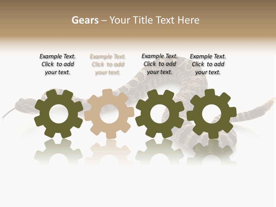 Northern Pacific Rattlesnake (Crotalus Oreganus) Isolated On White Background. PowerPoint Template