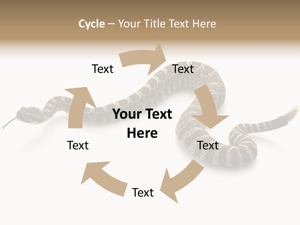 Northern Pacific Rattlesnake (Crotalus Oreganus) Isolated On White Background. PowerPoint Template