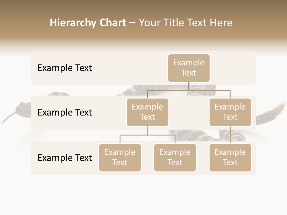 Northern Pacific Rattlesnake (Crotalus Oreganus) Isolated On White Background. PowerPoint Template