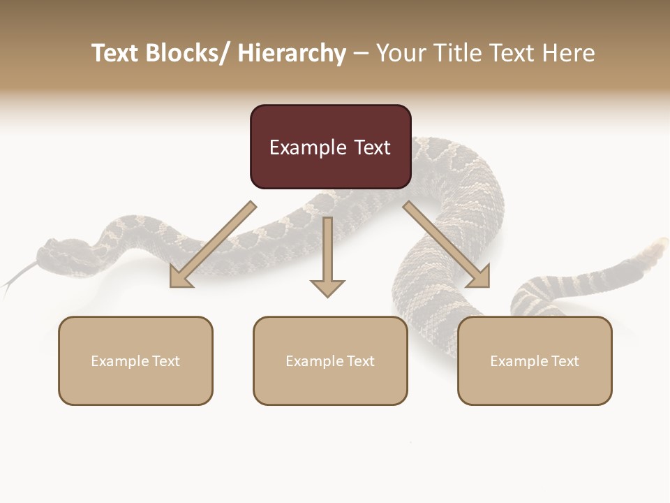 Northern Pacific Rattlesnake (Crotalus Oreganus) Isolated On White Background. PowerPoint Template