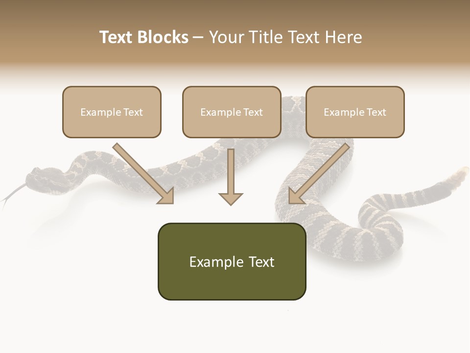 Northern Pacific Rattlesnake (Crotalus Oreganus) Isolated On White Background. PowerPoint Template