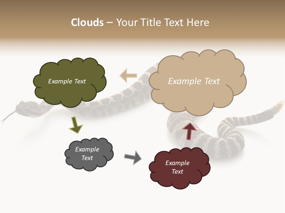 Northern Pacific Rattlesnake (Crotalus Oreganus) Isolated On White Background. PowerPoint Template