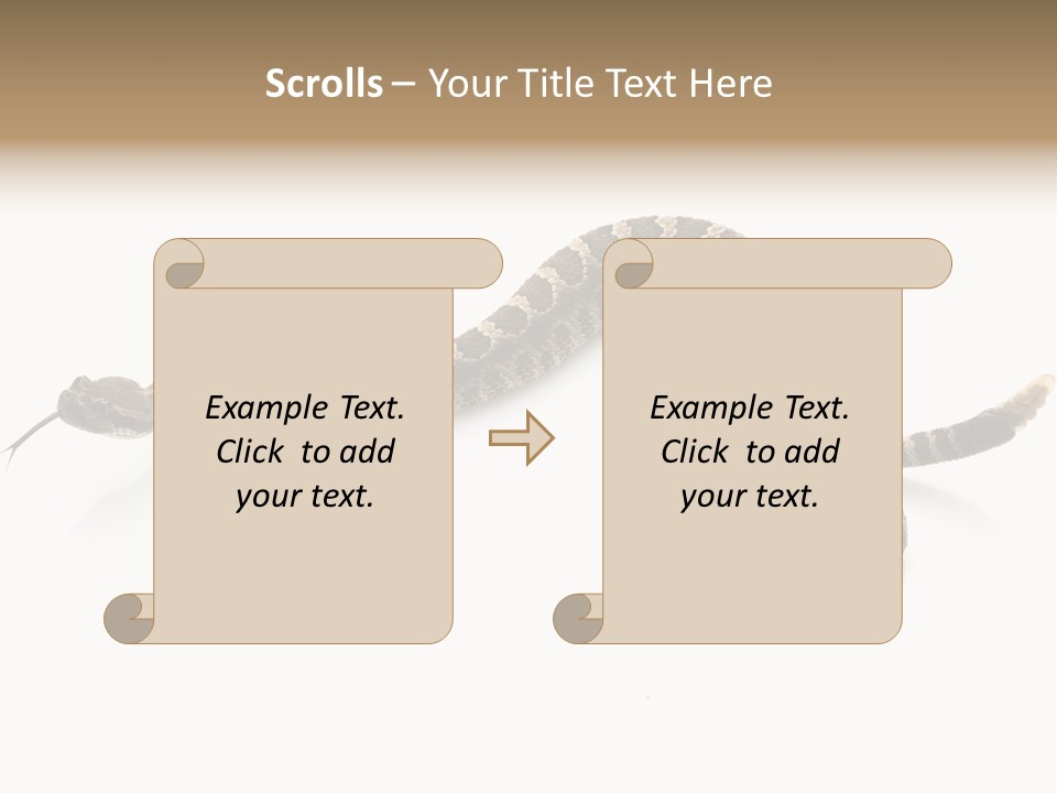 Northern Pacific Rattlesnake (Crotalus Oreganus) Isolated On White Background. PowerPoint Template