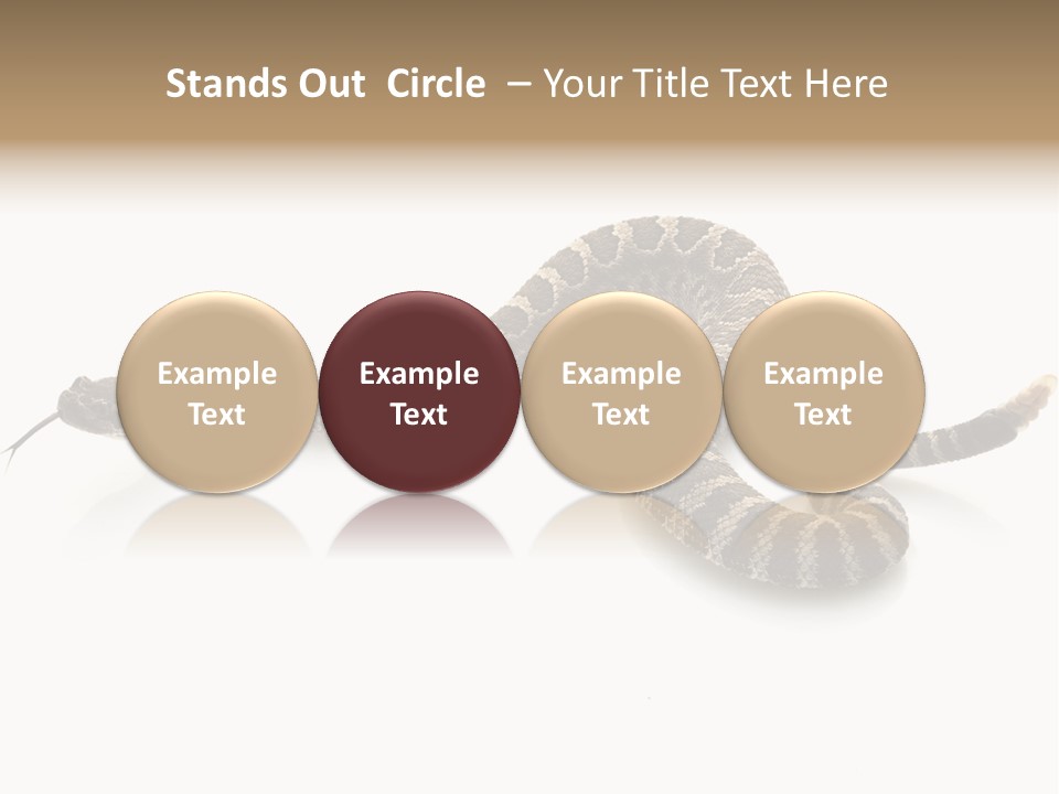 Northern Pacific Rattlesnake (Crotalus Oreganus) Isolated On White Background. PowerPoint Template