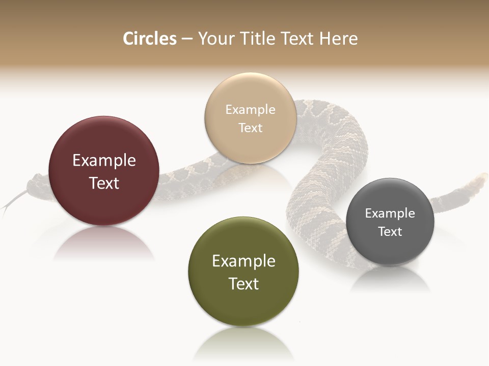 Northern Pacific Rattlesnake (Crotalus Oreganus) Isolated On White Background. PowerPoint Template