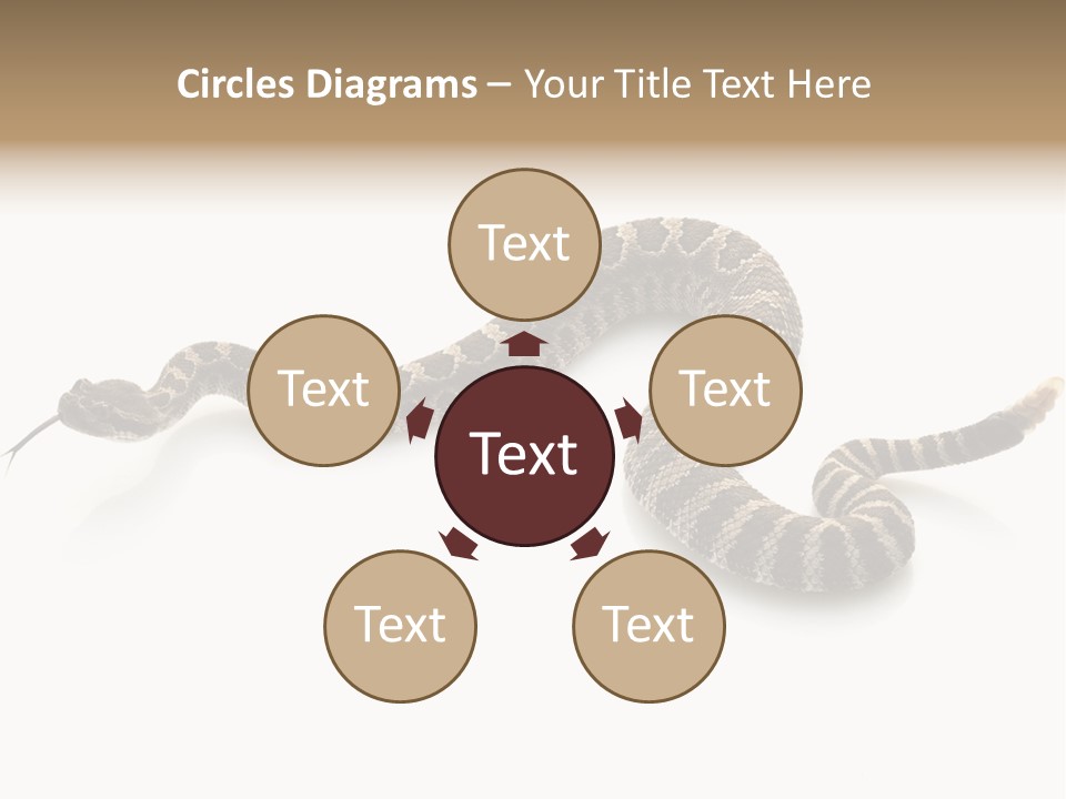 Northern Pacific Rattlesnake (Crotalus Oreganus) Isolated On White Background. PowerPoint Template