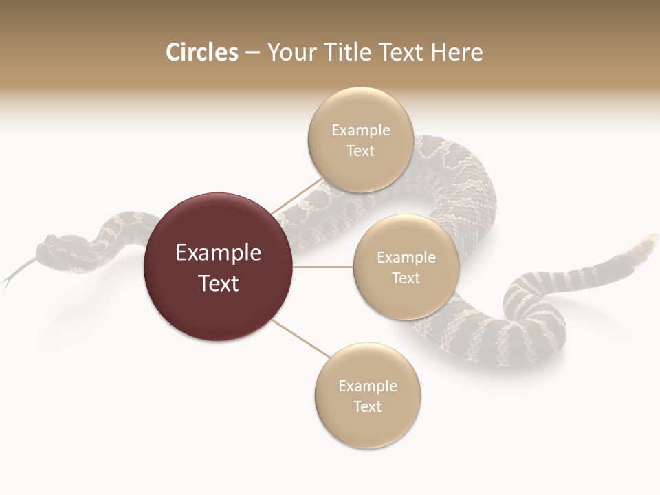 Northern Pacific Rattlesnake (Crotalus Oreganus) Isolated On White Background. PowerPoint Template