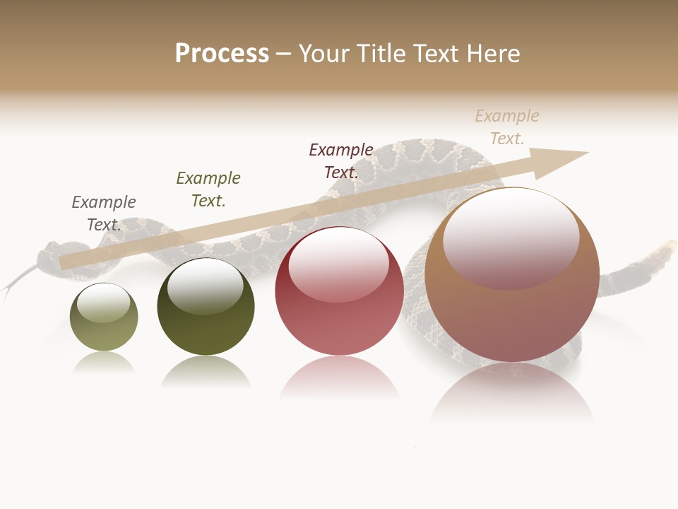 Northern Pacific Rattlesnake (Crotalus Oreganus) Isolated On White Background. PowerPoint Template