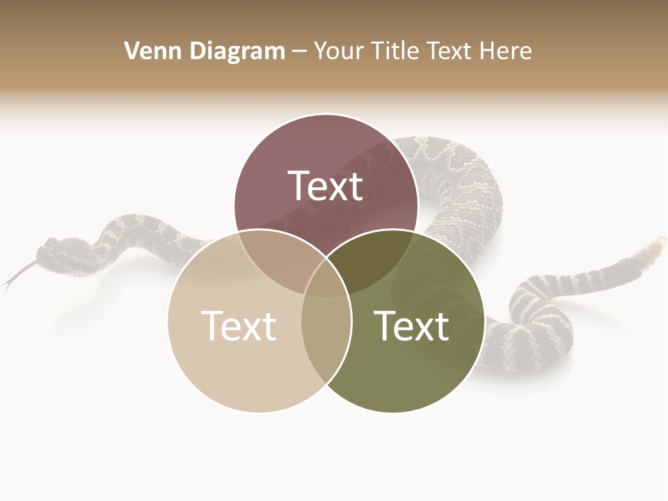 Northern Pacific Rattlesnake (Crotalus Oreganus) Isolated On White Background. PowerPoint Template