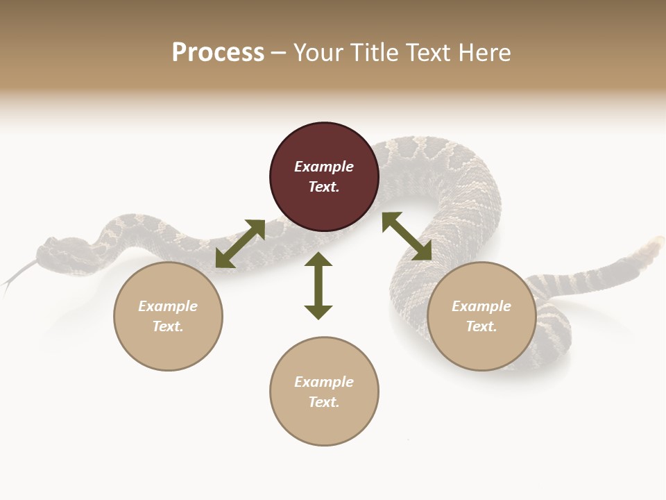 Northern Pacific Rattlesnake (Crotalus Oreganus) Isolated On White Background. PowerPoint Template