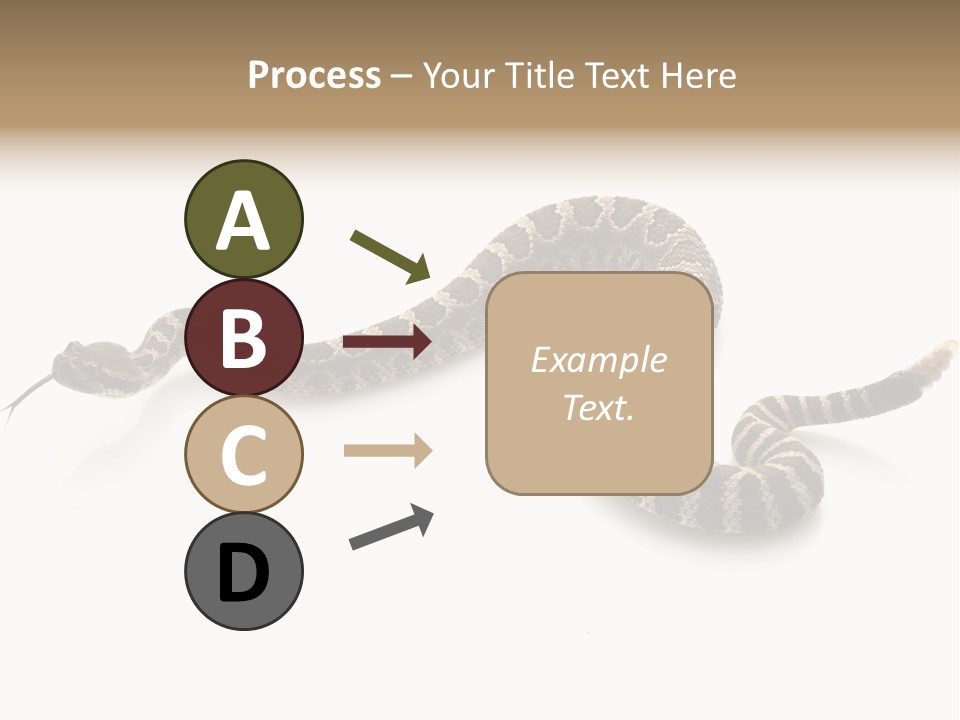 Northern Pacific Rattlesnake (Crotalus Oreganus) Isolated On White Background. PowerPoint Template