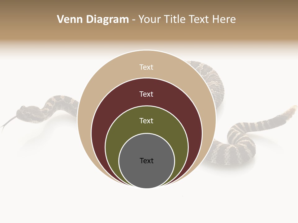 Northern Pacific Rattlesnake (Crotalus Oreganus) Isolated On White Background. PowerPoint Template