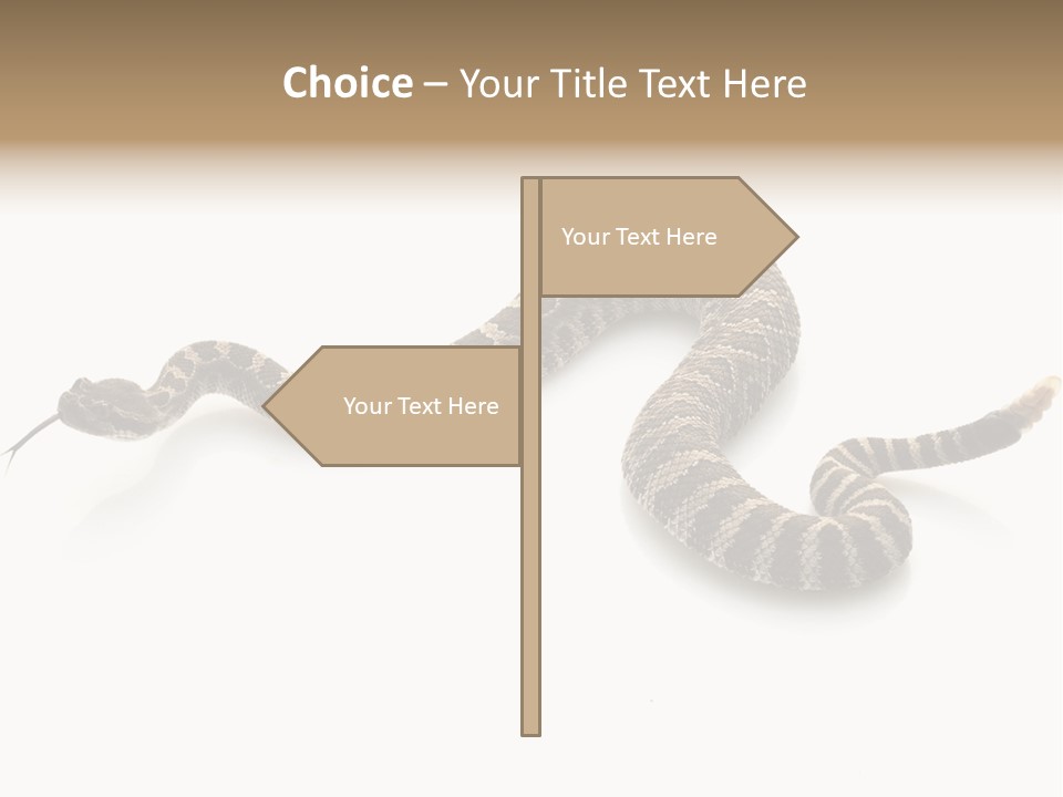 Northern Pacific Rattlesnake (Crotalus Oreganus) Isolated On White Background. PowerPoint Template