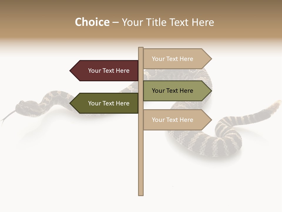 Northern Pacific Rattlesnake (Crotalus Oreganus) Isolated On White Background. PowerPoint Template