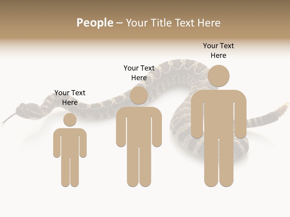 Northern Pacific Rattlesnake (Crotalus Oreganus) Isolated On White Background. PowerPoint Template