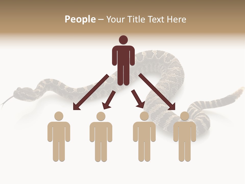 Northern Pacific Rattlesnake (Crotalus Oreganus) Isolated On White Background. PowerPoint Template