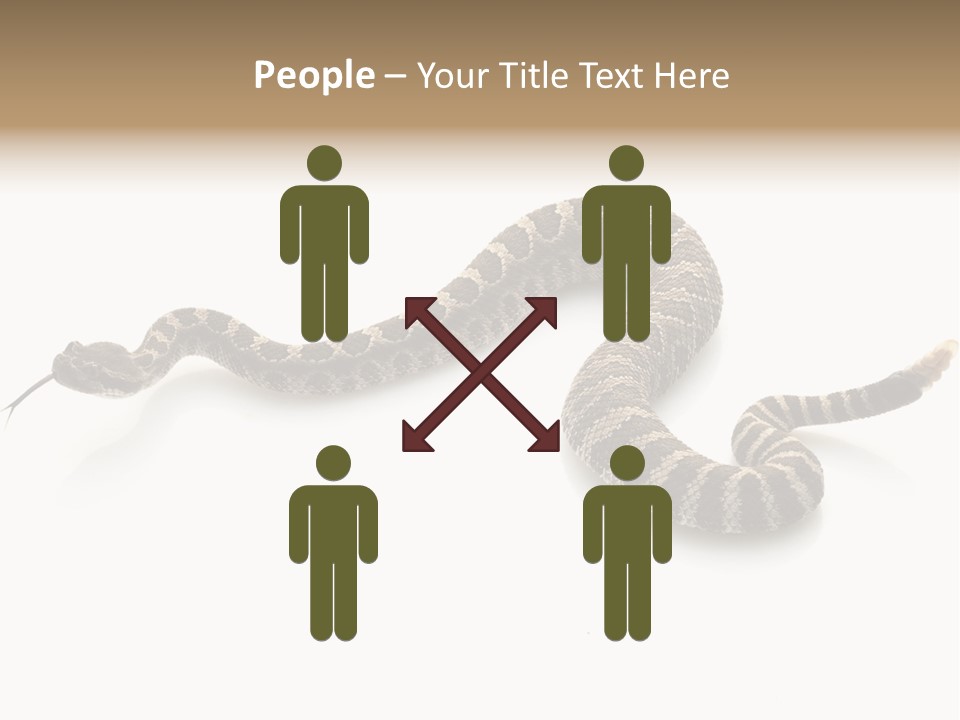 Northern Pacific Rattlesnake (Crotalus Oreganus) Isolated On White Background. PowerPoint Template