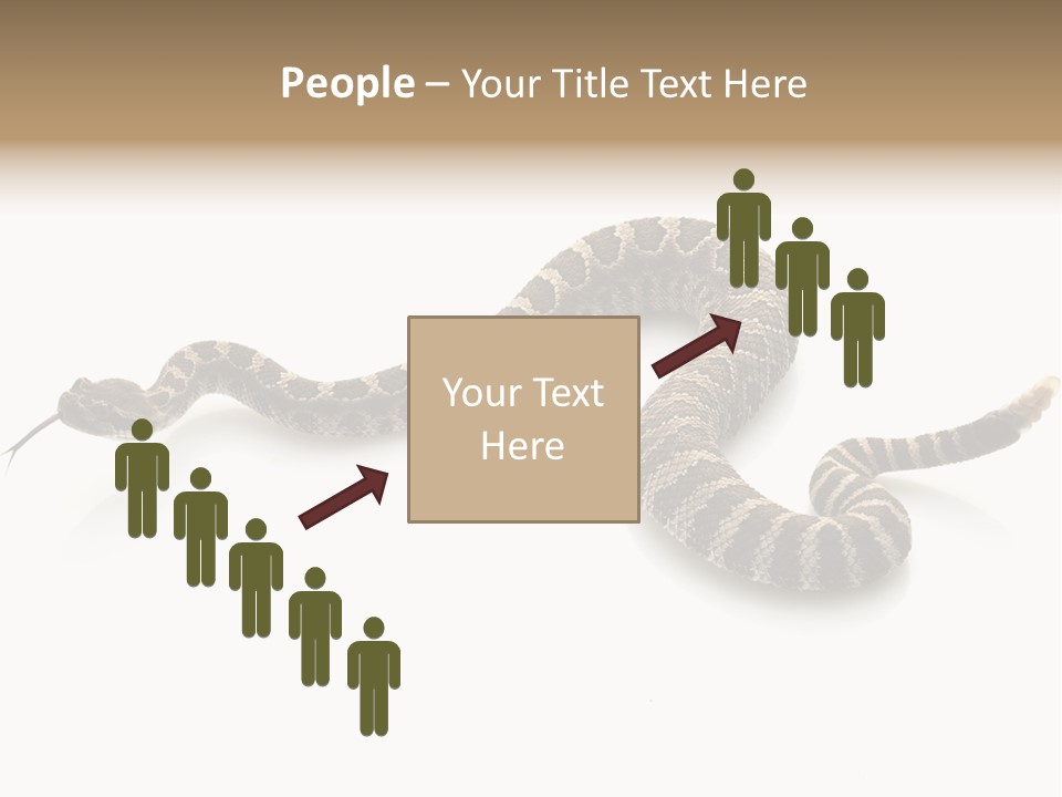 Northern Pacific Rattlesnake (Crotalus Oreganus) Isolated On White Background. PowerPoint Template