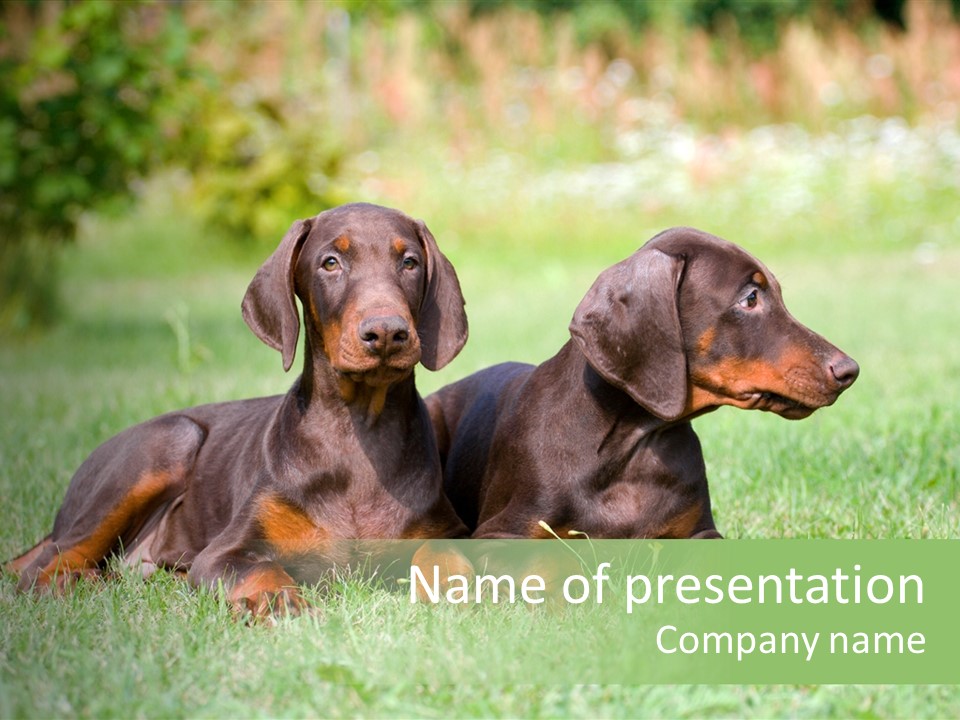 Two Young Brown Doberman Puppys PowerPoint Template