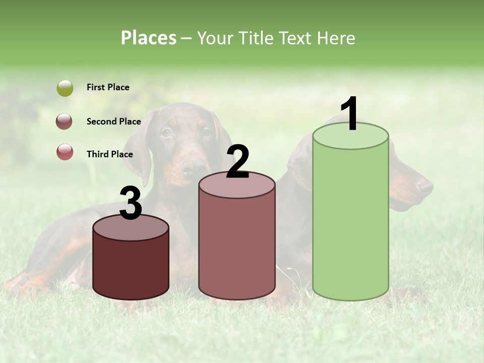 Two Young Brown Doberman Puppys PowerPoint Template