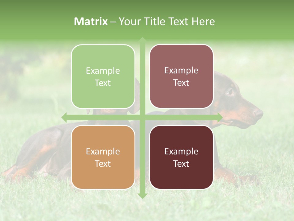 Two Young Brown Doberman Puppys PowerPoint Template