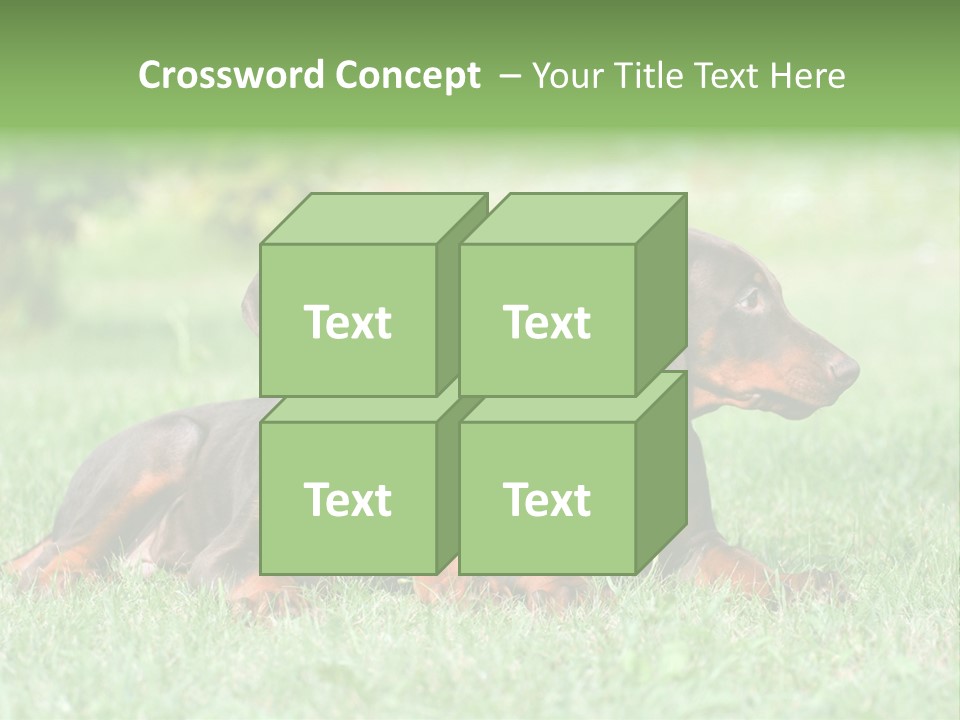 Two Young Brown Doberman Puppys PowerPoint Template