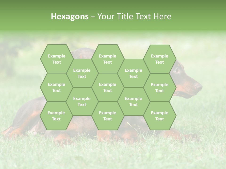 Two Young Brown Doberman Puppys PowerPoint Template