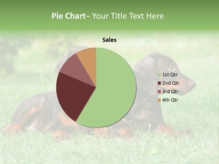 Two Young Brown Doberman Puppys PowerPoint Template