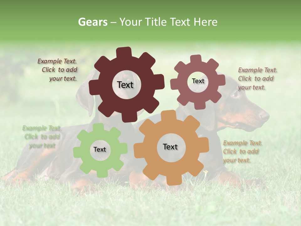 Two Young Brown Doberman Puppys PowerPoint Template