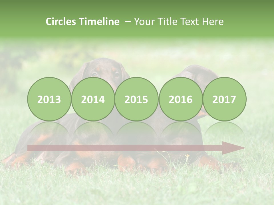 Two Young Brown Doberman Puppys PowerPoint Template