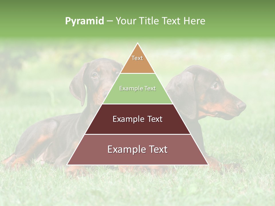 Two Young Brown Doberman Puppys PowerPoint Template