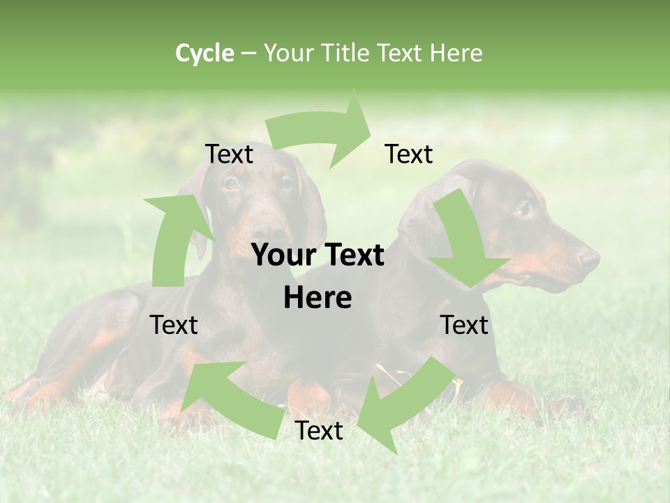 Two Young Brown Doberman Puppys PowerPoint Template