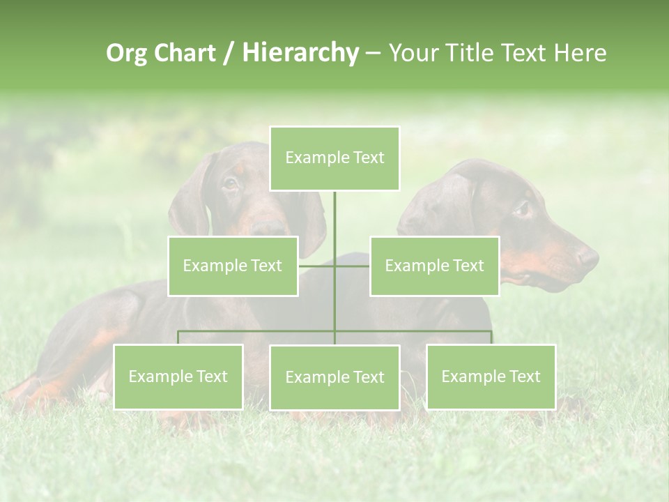 Two Young Brown Doberman Puppys PowerPoint Template