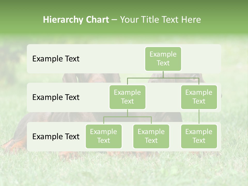 Two Young Brown Doberman Puppys PowerPoint Template