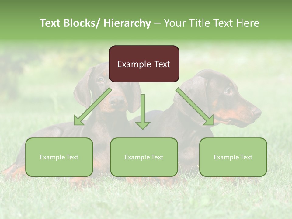 Two Young Brown Doberman Puppys PowerPoint Template