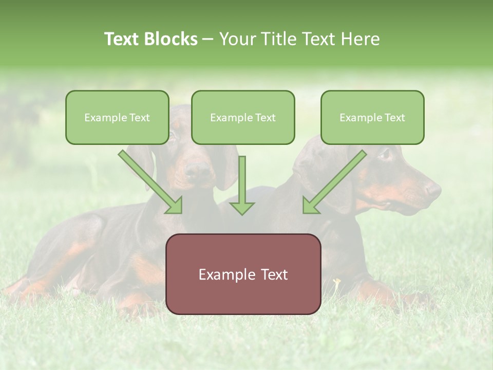 Two Young Brown Doberman Puppys PowerPoint Template