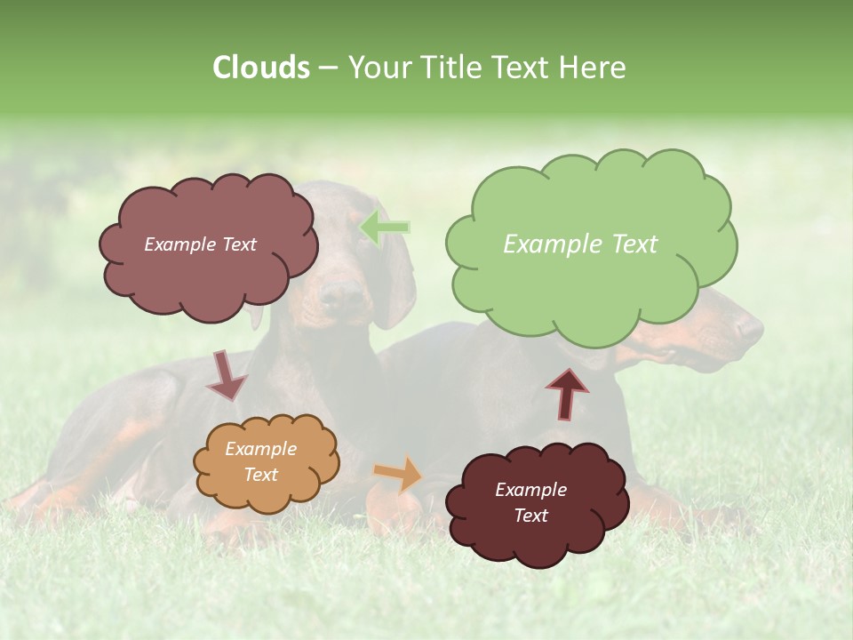 Two Young Brown Doberman Puppys PowerPoint Template