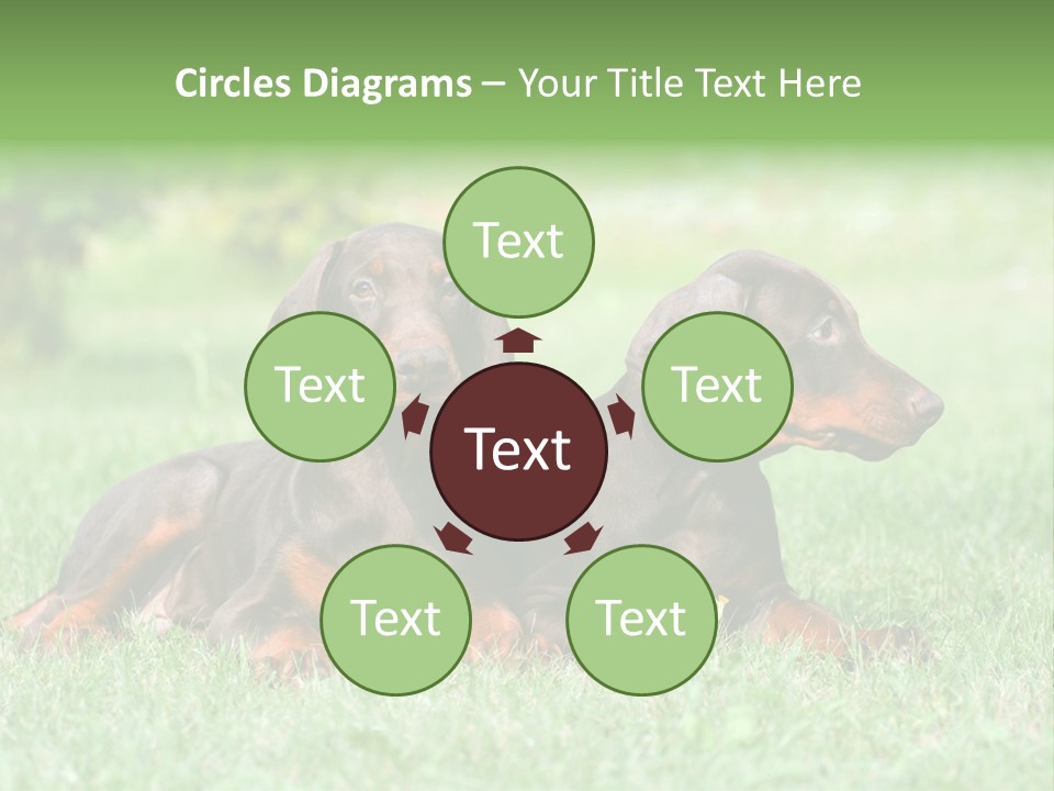 Two Young Brown Doberman Puppys PowerPoint Template