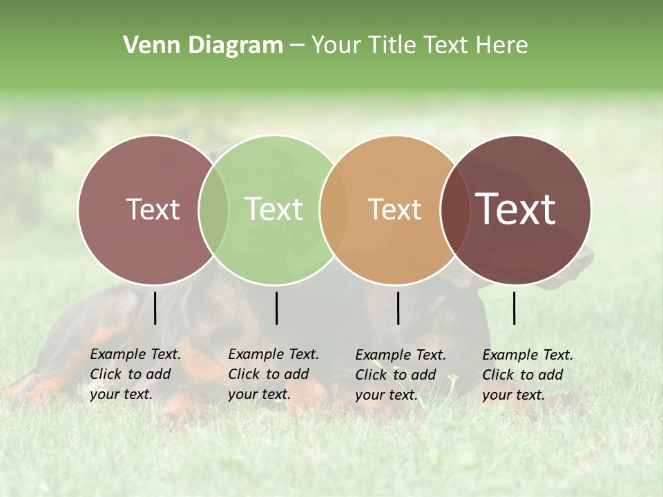 Two Young Brown Doberman Puppys PowerPoint Template