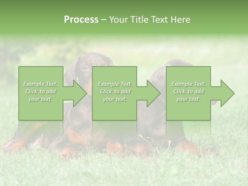 Two Young Brown Doberman Puppys PowerPoint Template