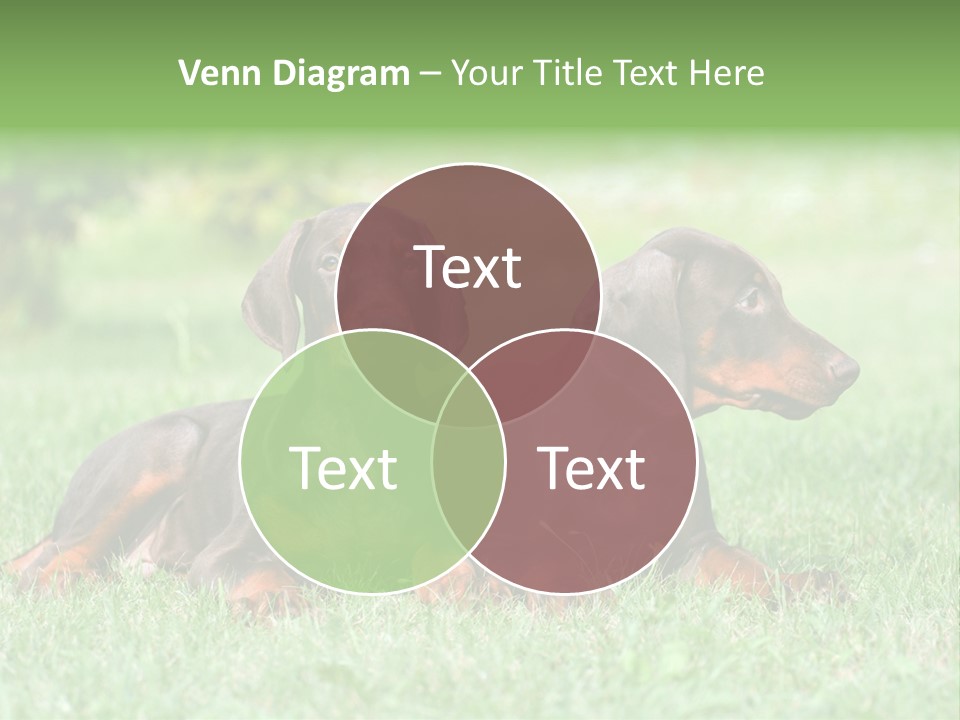 Two Young Brown Doberman Puppys PowerPoint Template