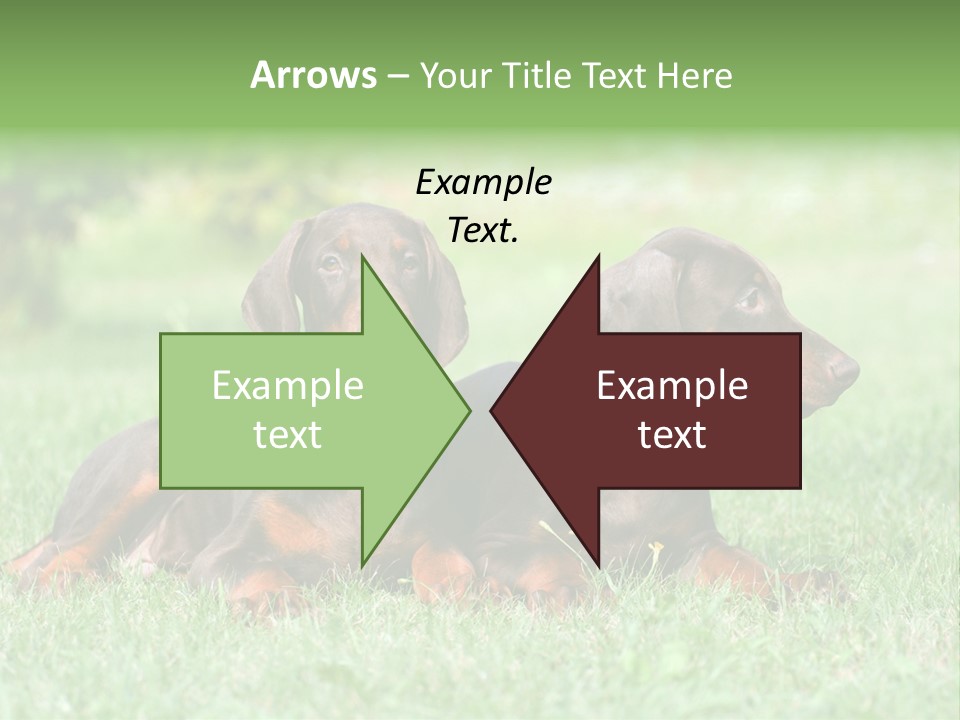 Two Young Brown Doberman Puppys PowerPoint Template