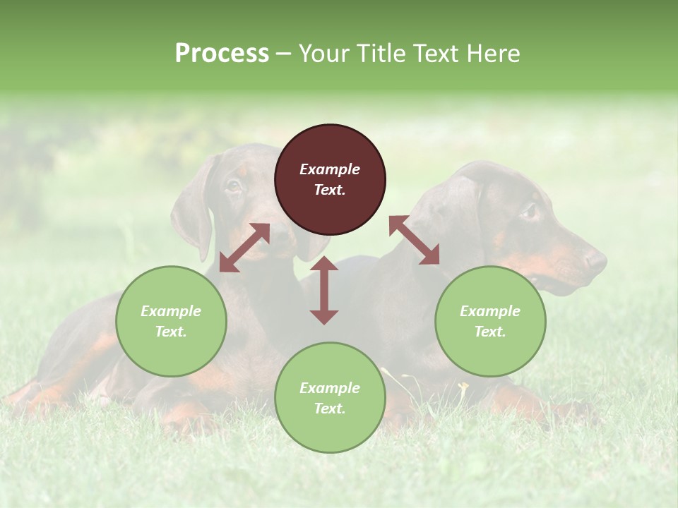 Two Young Brown Doberman Puppys PowerPoint Template