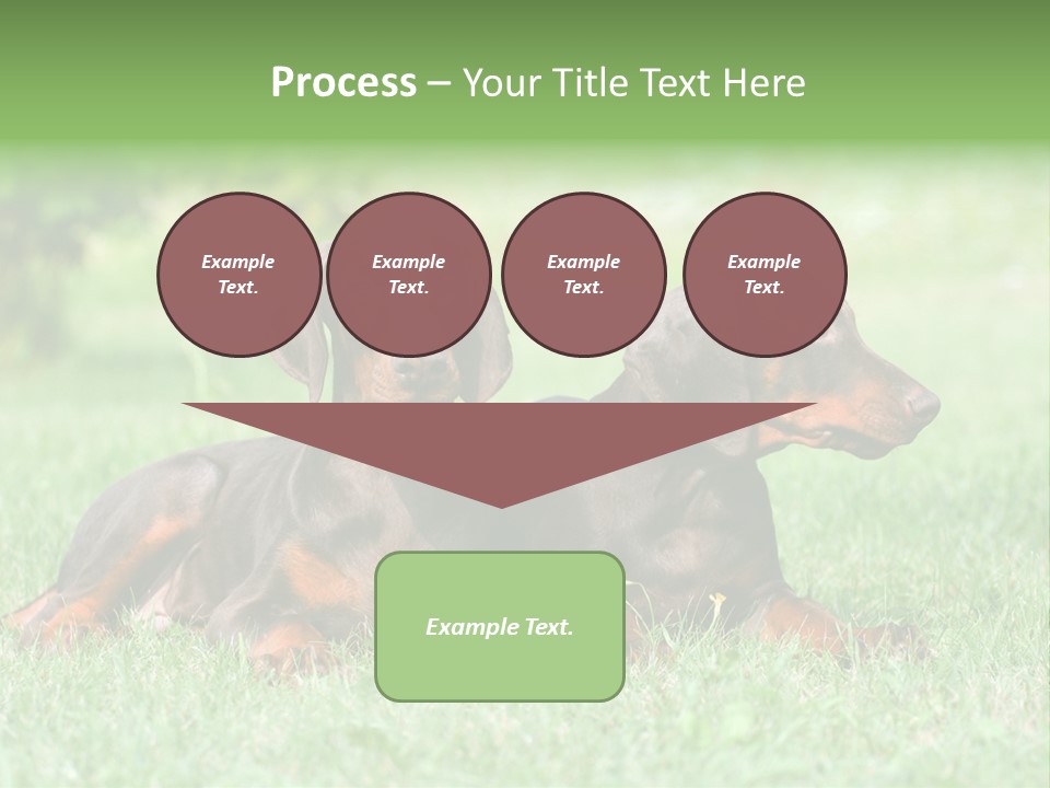 Two Young Brown Doberman Puppys PowerPoint Template