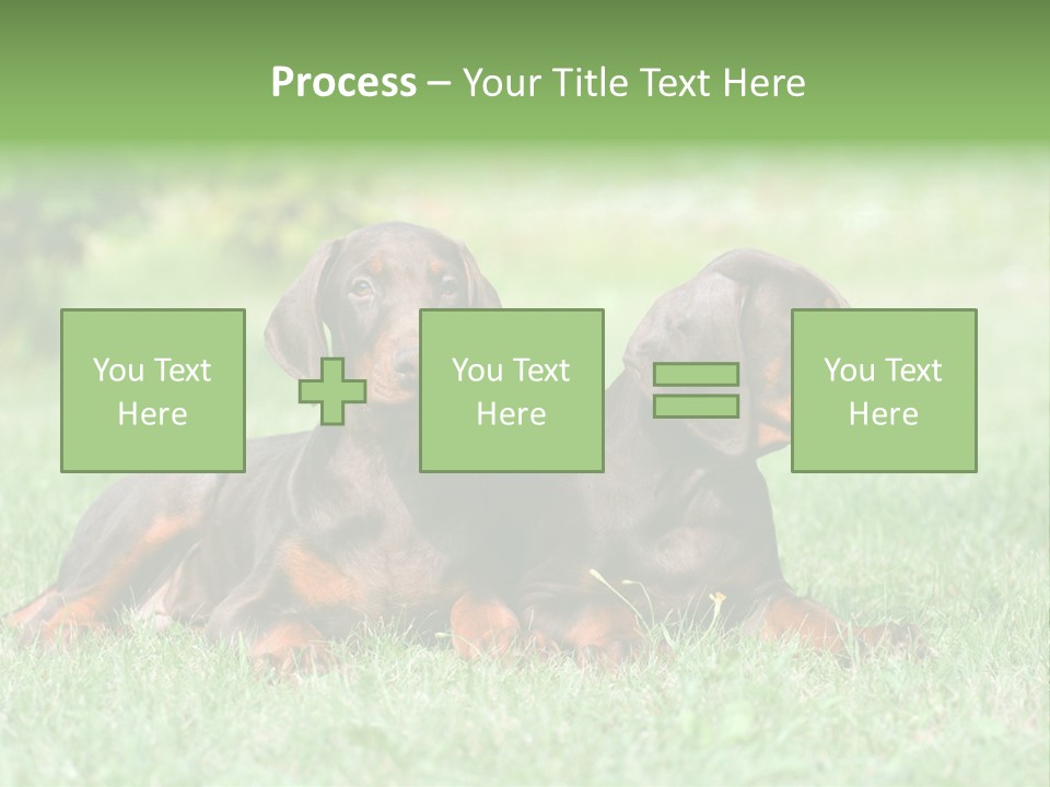 Two Young Brown Doberman Puppys PowerPoint Template